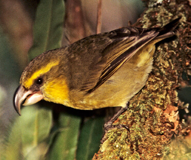 Maui Parrotbill by Jack Jeffrey