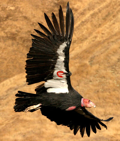 California Condor, USFWS