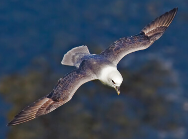 Northern Fulmar by Andreas Trepte, Wikimedia Commons