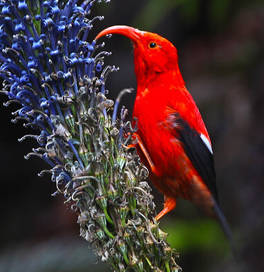 I'iwi by Michael Walther