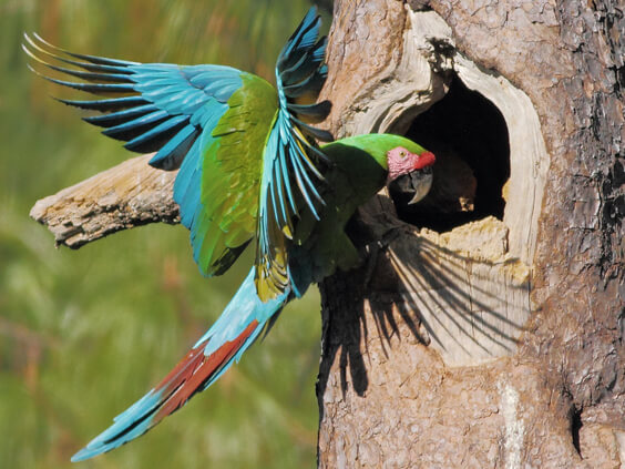 Military Macaw by Greg Homel