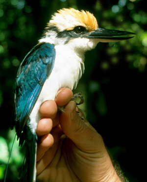 Micronesian Kingfisher by Dylan Kesler 