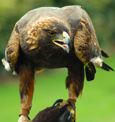 Golden Eagle, Wikipedia