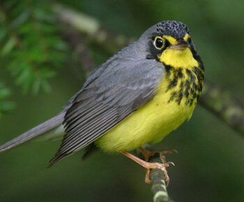 Decisions Imminent in Landmark Trials Over Toronto's Worst Bird Killing ...