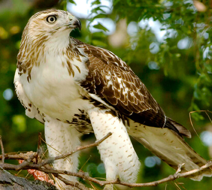 Red-tailed Hawk by Owen Deutsch