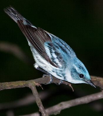 Cerulean Warbler by Bill Hubick