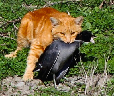 Cat with American Coot by Debi Shearwater