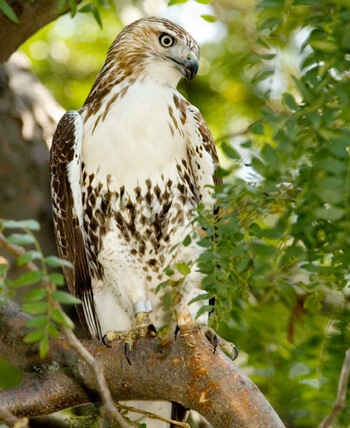 Red-tailed Hawk by Owen Deutsch