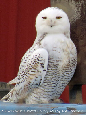 Iconic Snowy Owl Makes Appearance at Reagan National Airport in ...