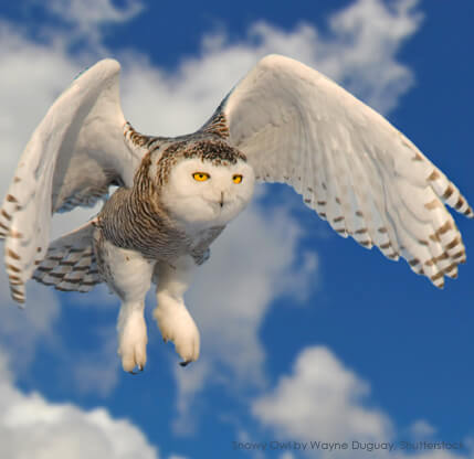 Snowy Owl by Wayne Duguay