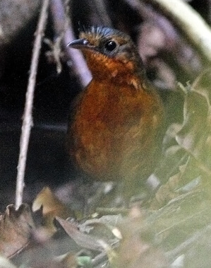 Stresemann's Bristlefront by Ciro Ginez Albano