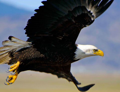 Bald Eagle by George Gentry, USFWS