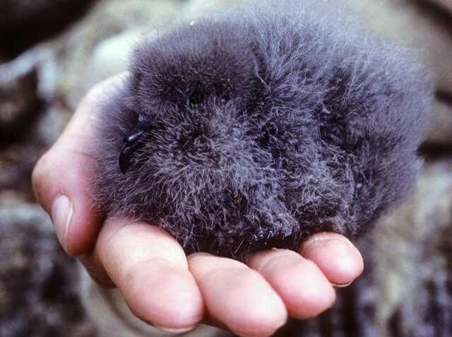 Ashy Storm Petrel chick by George Wallace