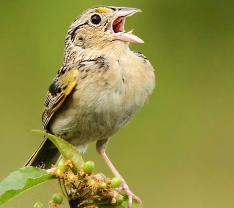 Grasshopper Sparrow by Luke Seitz