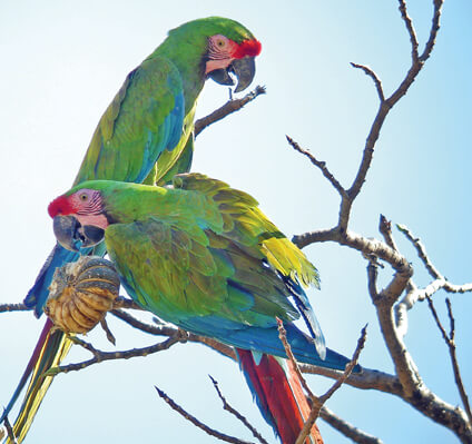 Military Macaws by P. Morris