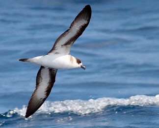 Black-capped Petrel by Alfred Yan