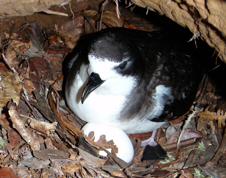 Hawaiian Petrel by Endangered Seabird Recovery Project