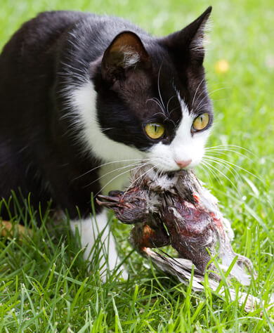 Cat with dead bird, iStockPhoto