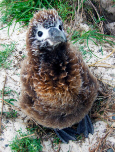 Laysan Albatross chick by Mary Hughes