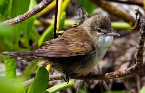 Millerbird by Robby Kohley