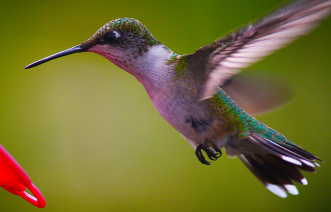 Ruby-throated Hummingbird by Bob Johns