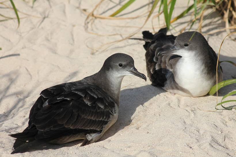 Wedge-tailed Shearwaters by Ian Thomas