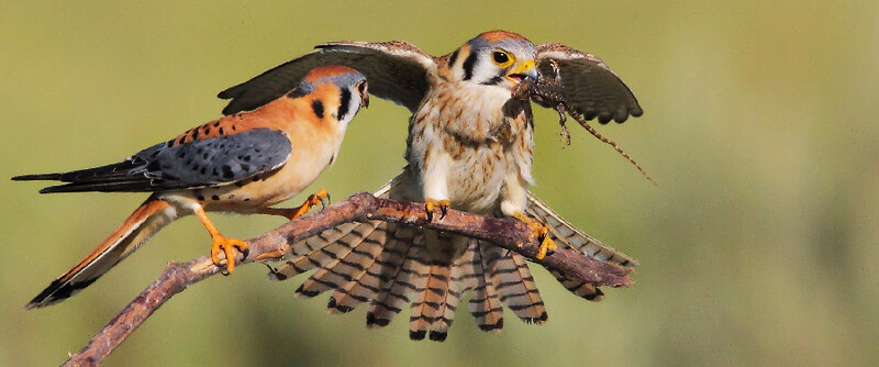 American Kestrels by Steve Wolfe