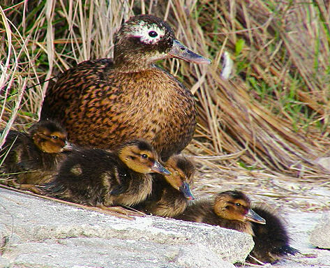 Laysan Ducks by John Klavitter, USFWS