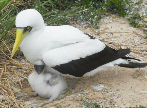 Photo 1. Masked Booby with chick on Laysan Island May 2013. Photo by Michelle Wilcox.