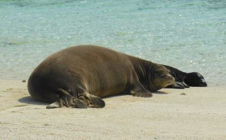 Photo 2. Monk seal with pup on North Shore of Laysan Island. Photo by Andy Bridges.