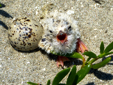 Least Tern chick by Delaina Le Blanc