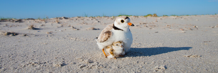 Piping Plovers by Michael Stubblefield