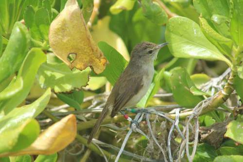 Photo 1: Millerbird peering up from the edge of a naupaka bush. Photo credit: Megan Dalton