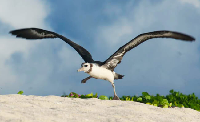 Laysan Albatross. Photo credit: Megan Dalton