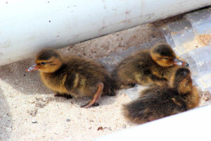  Laysan Ducklings (Anas laysanensis) dubbed Huey, Duey and Luey in front of the hurricane shelter in camp. Photo by M. Wilcox.