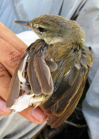Millerbird female molting her tail and some of her primary wing feathers. Photo by M. Wilcox.