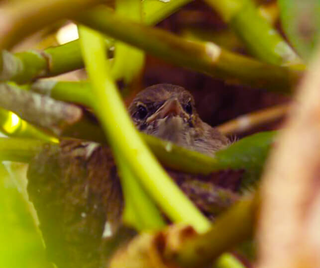 Millerbird fledgling. Photo: Megan Dalton