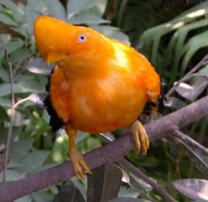 Andean Cock-of-the-Rock, one of the species we observed during our 17-hour drive to the new Palkachupa Cotinga Reserve. Photo by D. Lebbin