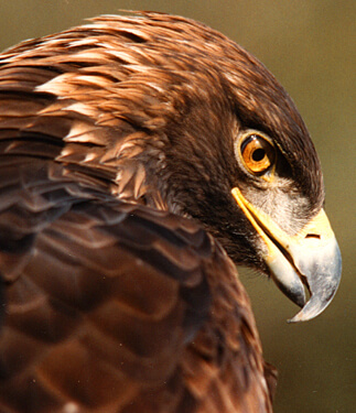 Revised Eagle Rule Will Mean More Dead Eagles - American Bird Conservancy