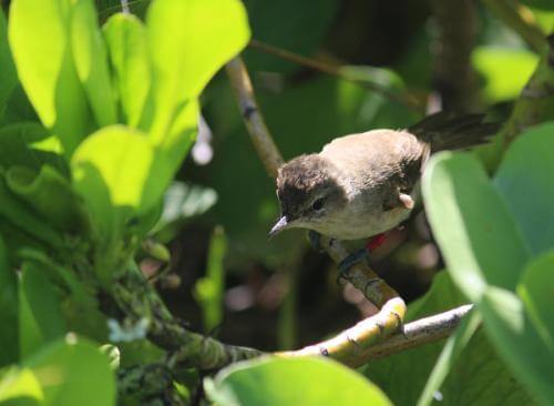 2013 Millerbird fledgling with crest raised and practicing his male song. Photo by M. Dalton.