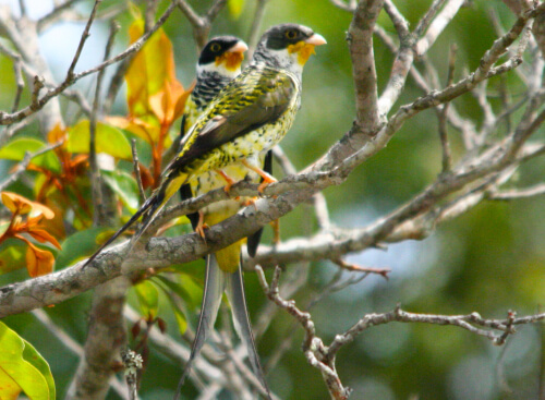 Pair of Palkachupa Cotingas—beneficiaries of a reserve named for the bird in Atén, Bolivia—and the object of the author's visit. Photo by B. Skolnik/ABC