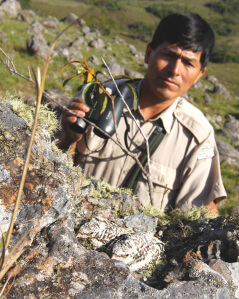 William Ferrufino has had a life-long love of the Palkachupa Cotinga. Here, he observes two nestlings in a bare-rock nest. Photo by Milleniuz Spanovic, Nov. 2009