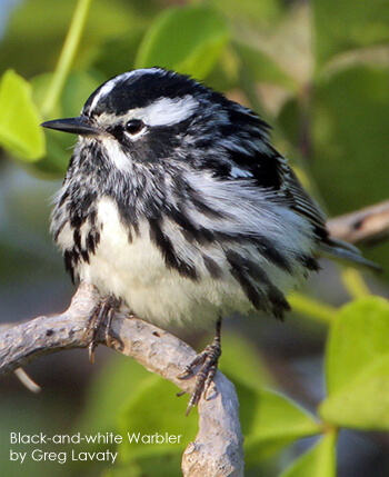 Black-and-White Warbler by Greg Lavaty