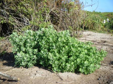 Chenopodium oahuense is planted in areas where the invasive Pluchea indica was removed. This species was historically common on both Laysan and Nihoa (where Millerbirds have been documented to use it extensively). Photo by Andrea Kristof