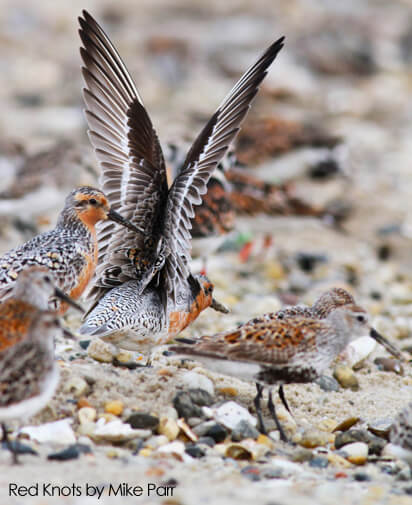 Red Knots by Mike Parr