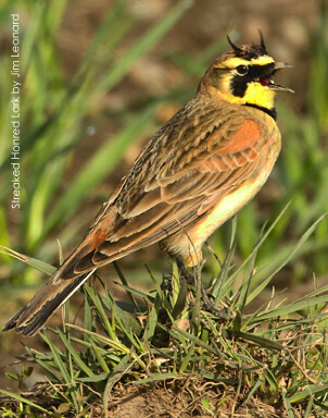 Streaked Horned Lark by Jim Leonard