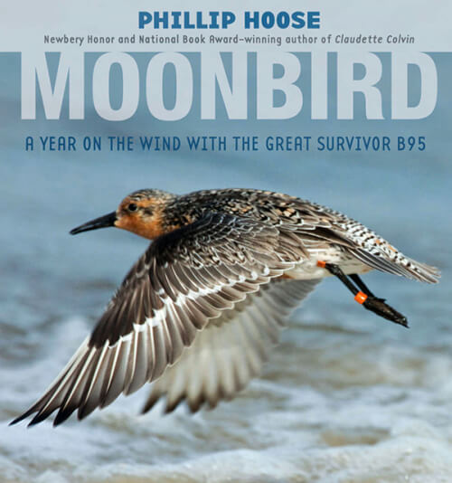 The long-lived Red Knot with the tag B95, known as “Moonbird,” has become famous enough to merit its own biography.