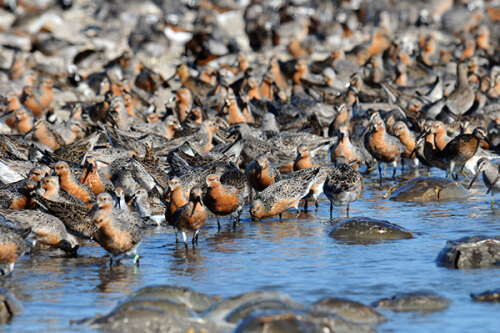 Red Knots and other shorebirds converge on the shores of the Delaware Bay each spring by the thousands to feast on horseshoe crabs eggs, re-building their fat stores to finish the long migration to Arctic breeding grounds. Photo by Gregory Breese, USFWS