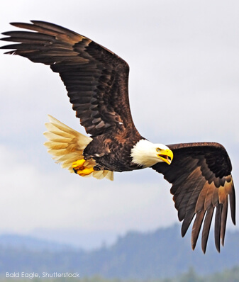 Bald Eagle, Shutterstock