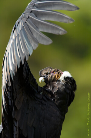 Andean Condor by Murray Cooper